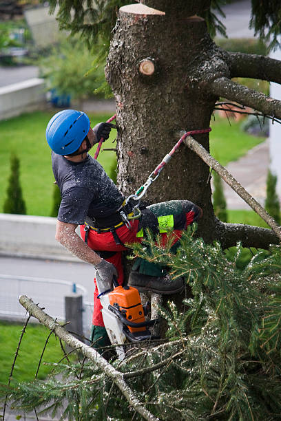 Best Leaf Removal  in Glassboro, NJ